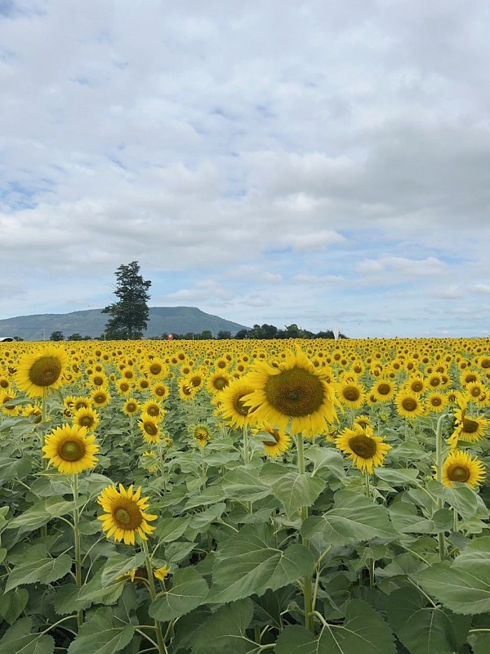 city ​​tour sunflower fields Lopburi